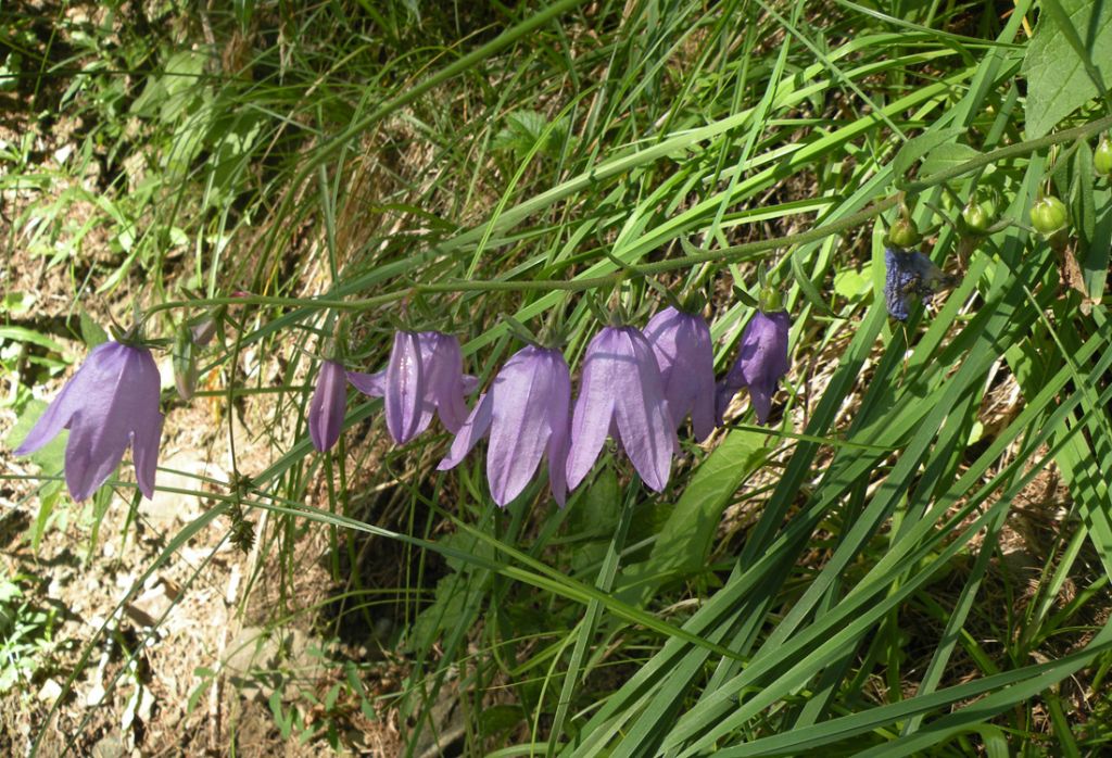 Valle d''Aosta: Campanula rapunculoides